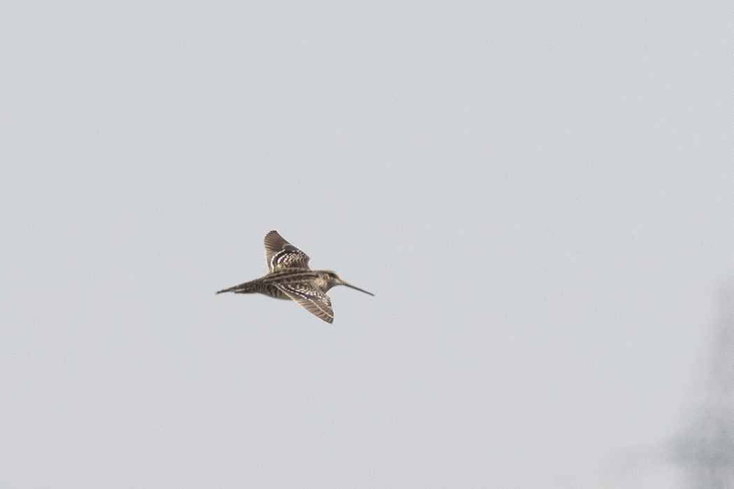 Great Snipe